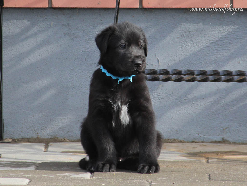 Ирландский волкодав. Питомник Царская Прихоть Irish Wolfhound. Kennel Tsarskaja Prihot