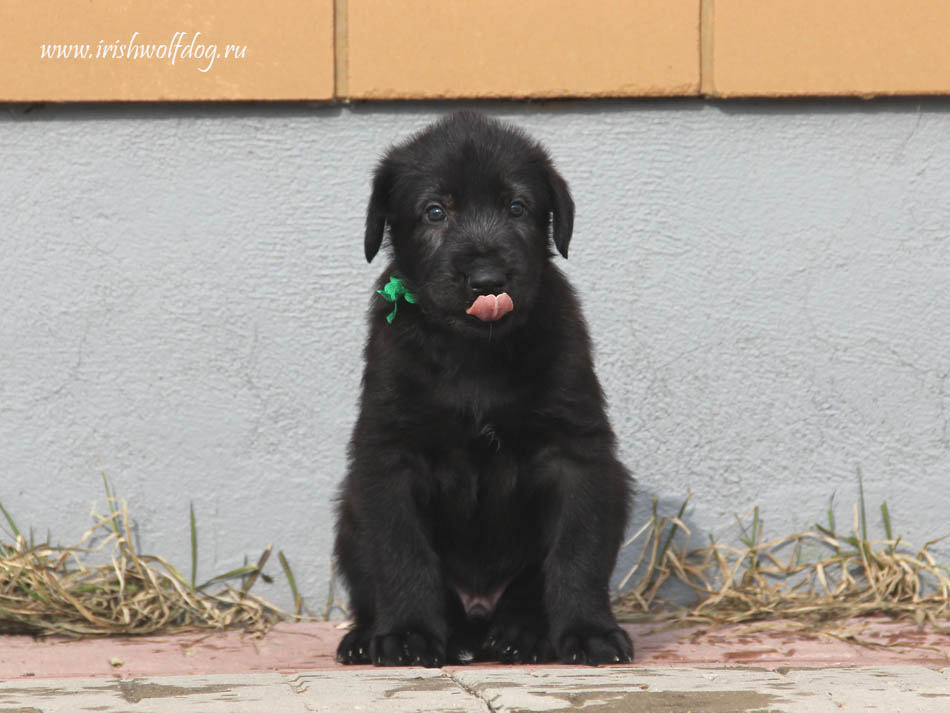 Ирландский волкодав Irish Wolfhound. Kennel Tsarskaja Prihot