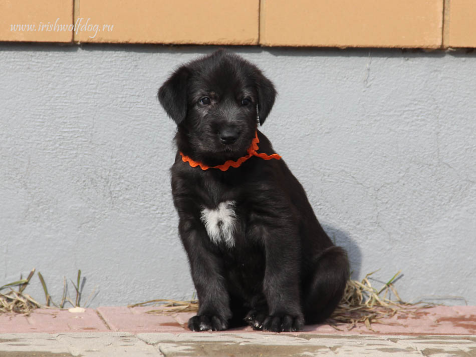 Ирландский волкодав Irish Wolfhound. Kennel Tsarskaja Prihot