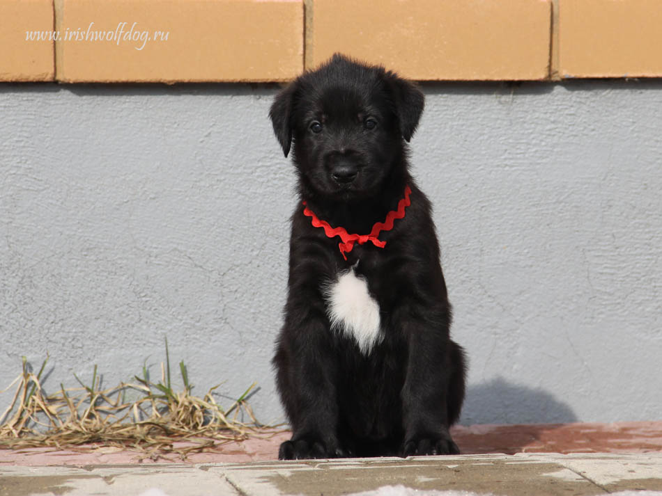 Ирландский волкодав Irish Wolfhound. Kennel Tsarskaja Prihot