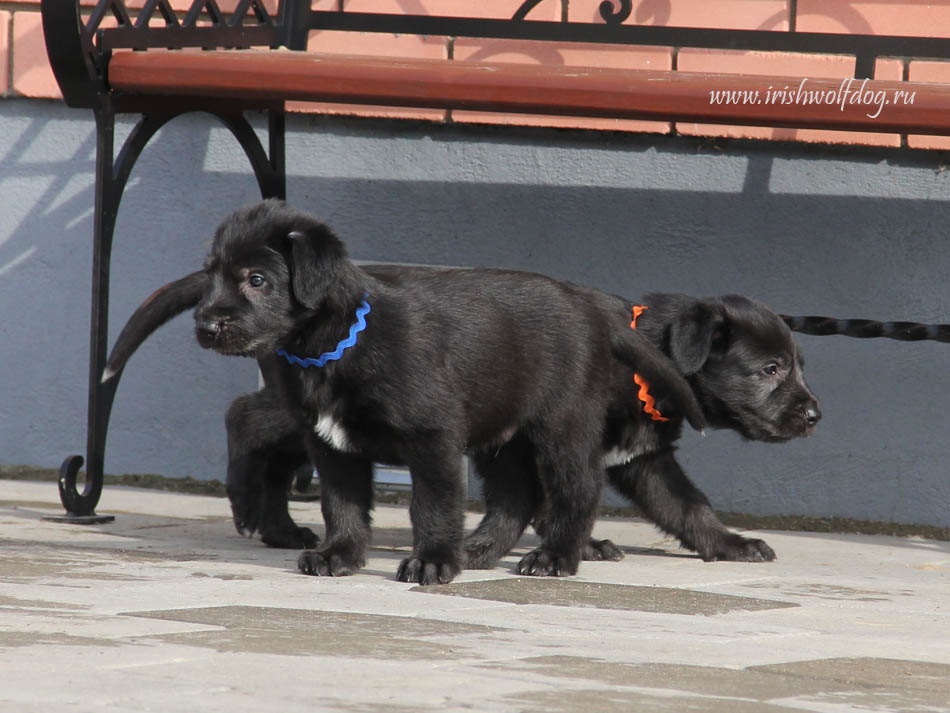 Ирландский волкодав. Питомник Царская Прихоть Irish Wolfhound. Kennel Tsarskaja Prihot