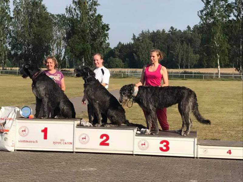Ирландский волкодав. Питомник Царская Прихоть Irish Wolfhound. Kennel Tsarskaja Prihot